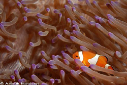 Western clown-anemone fish, Amphiprion ocellaris. Picture... by Anouk Houben 